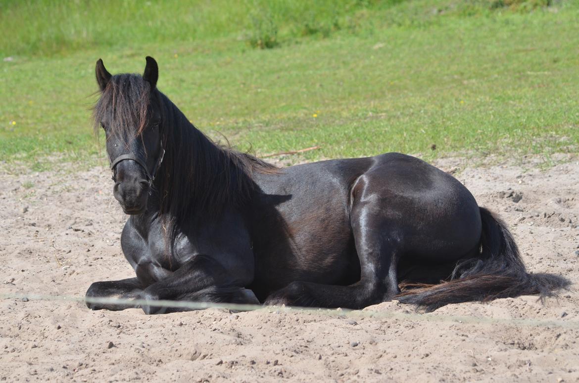 Fell pony Strandgaardens Black Jack - Jack tager en slapper... sommer 2014 billede 31