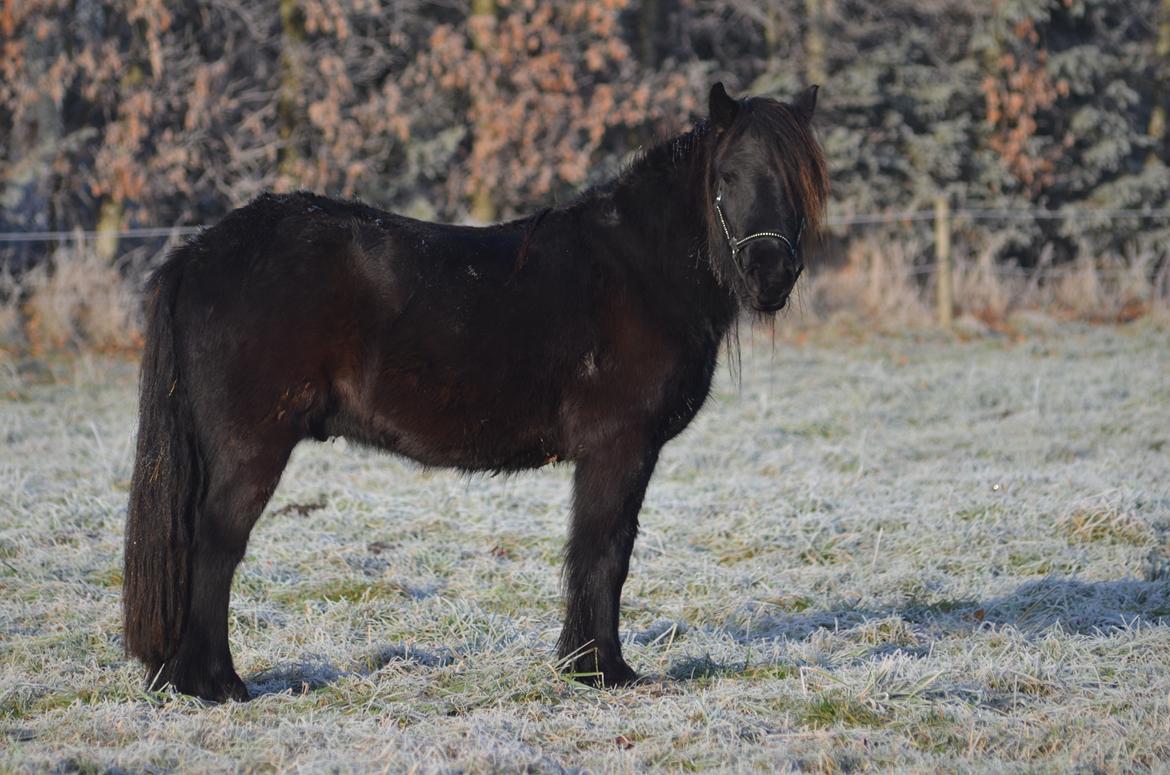 Fell pony Strandgaardens Black Jack - Jack, december 2016 billede 40