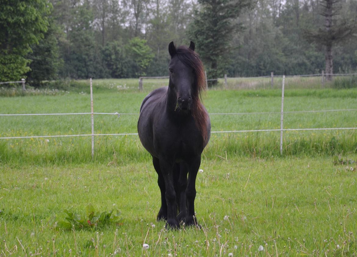 Fell pony Strandgaardens Black Jack - Smukke Jack på sin 6 års fødselsdag, maj 2017 billede 44