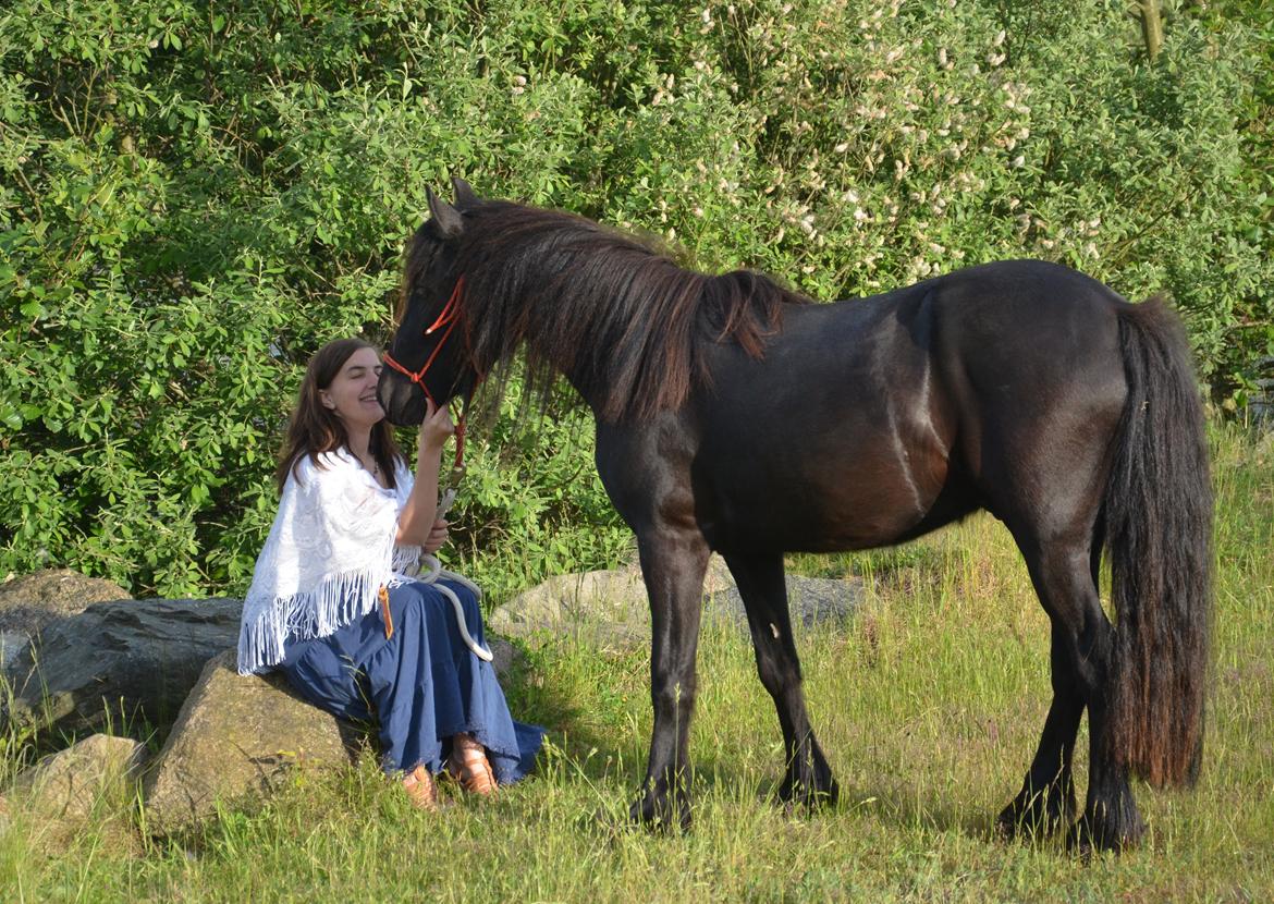 Fell pony Strandgaardens Black Jack - Smukke Jack og mig et par dage efter hans 3 års fødselsdag, 2014 billede 26