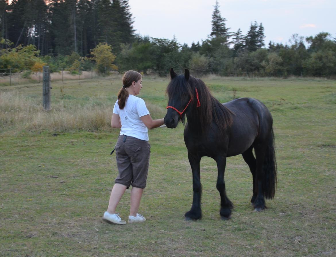 Fell pony Strandgaardens Black Jack - Sommertræning 2014 billede 32