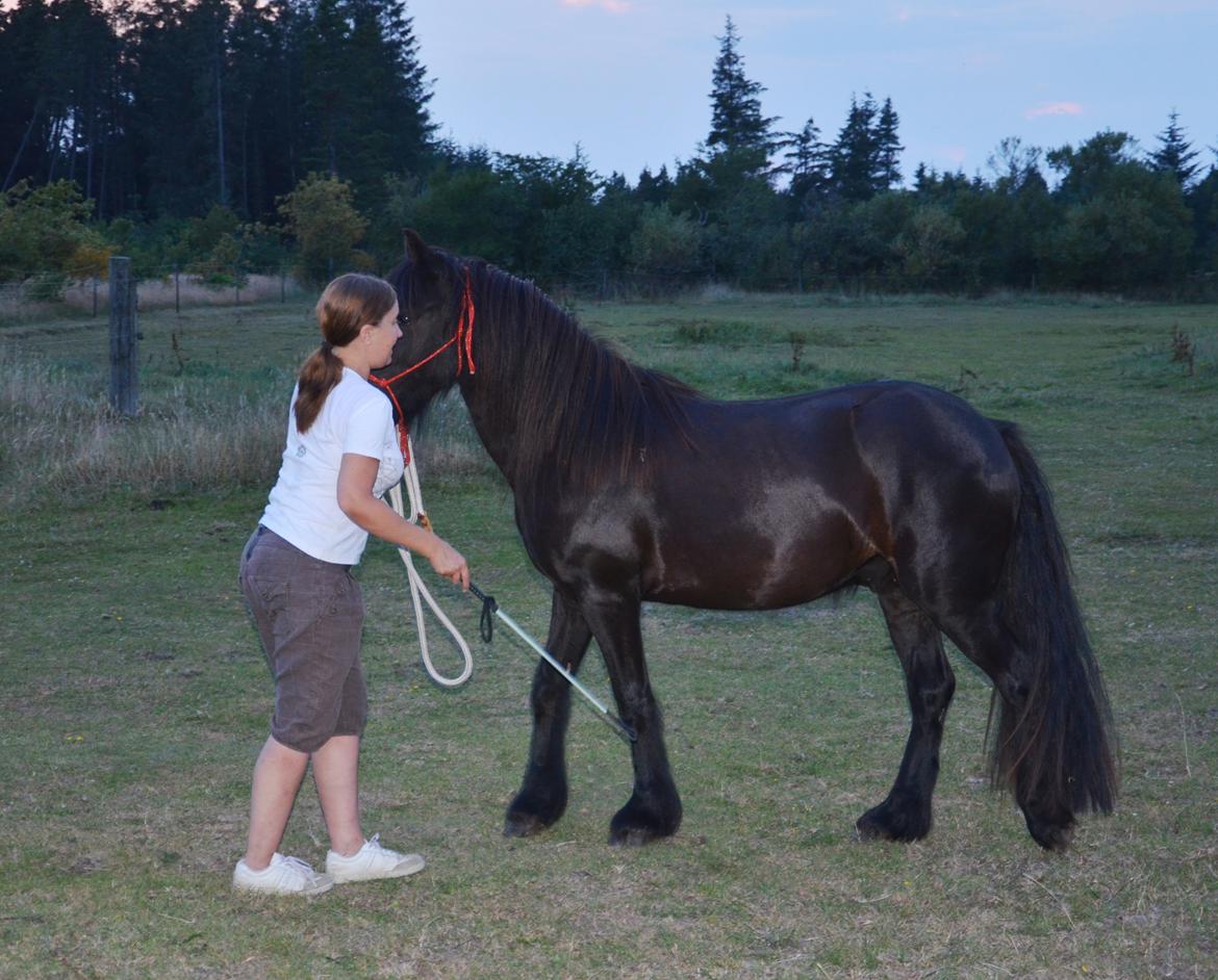 Fell pony Strandgaardens Black Jack - Mere sommertræning, 2014 billede 33