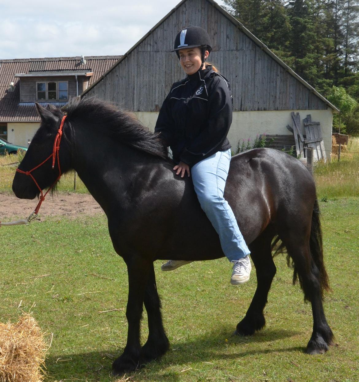 Fell pony Strandgaardens Black Jack - Allerførste gang på ryggen af Jack - bare kort, for han skulle være mindst 5, før jeg begyndte tilridning - juli 2014 billede 34