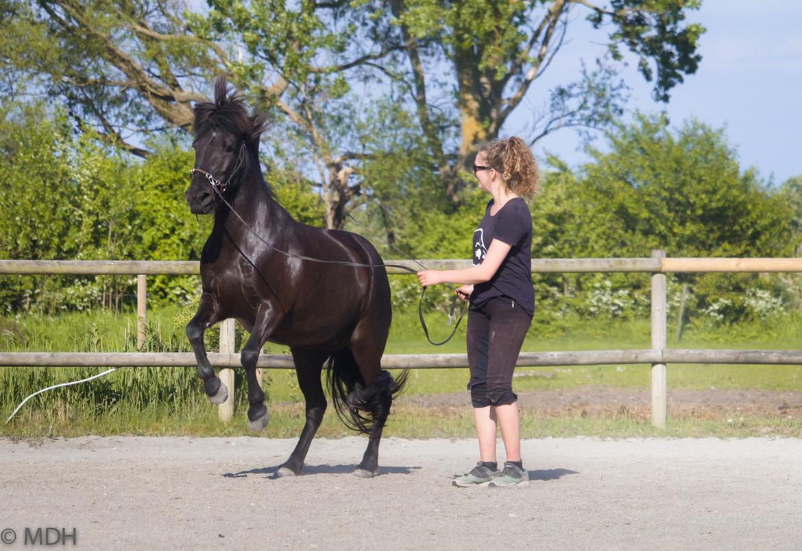 Islænder Bára fra Stiesholm [Lama] billede 11