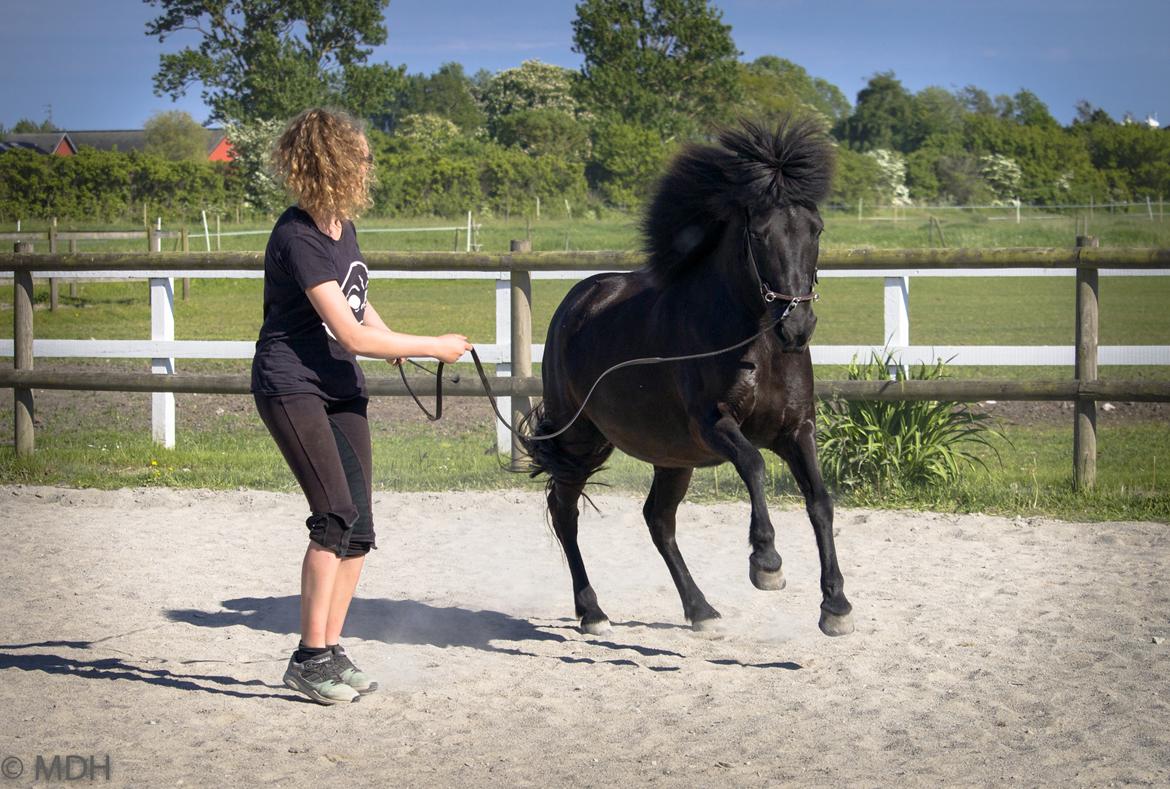 Islænder Bára fra Stiesholm [Lama] billede 8