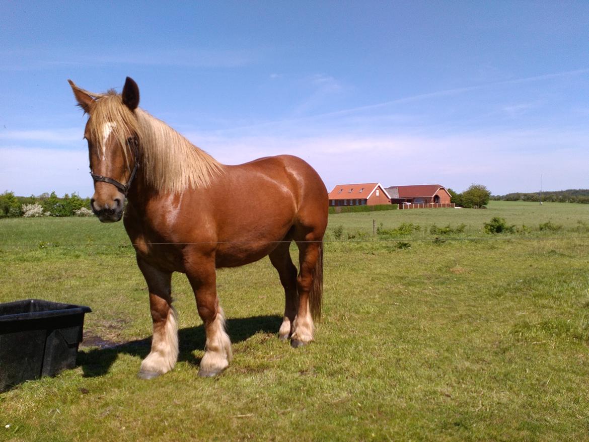 Jyde Katrine billede 19