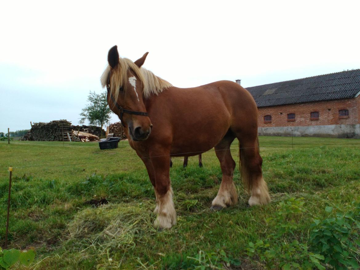 Jyde Katrine billede 21