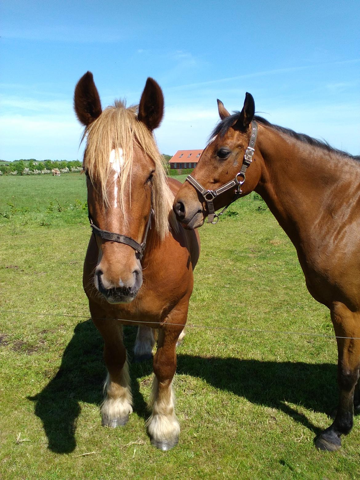 Jyde Katrine billede 22