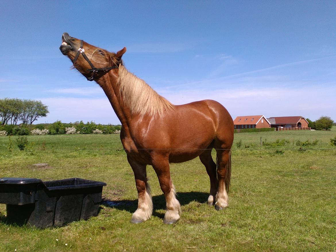 Jyde Katrine billede 20