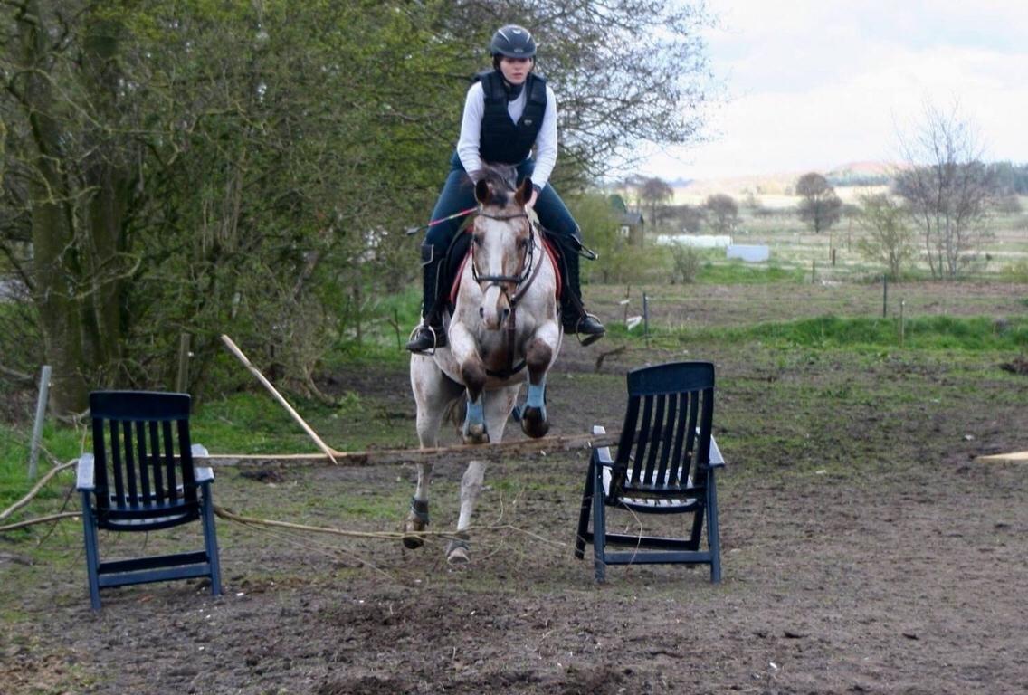 Anden særlig race Sofus billede 2