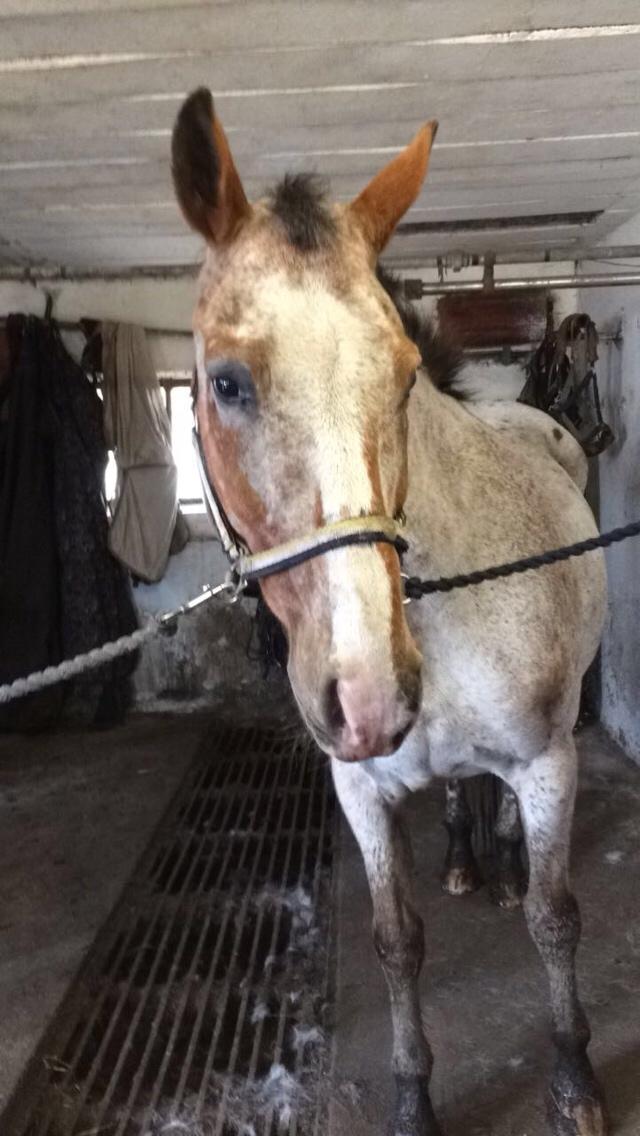 Anden særlig race Sofus billede 6