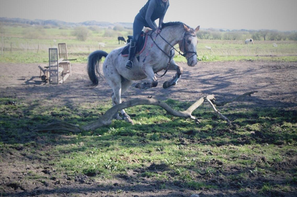 Anden særlig race Sofus billede 8