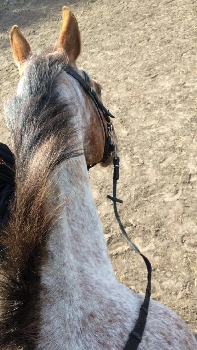 Anden særlig race Sofus billede 10