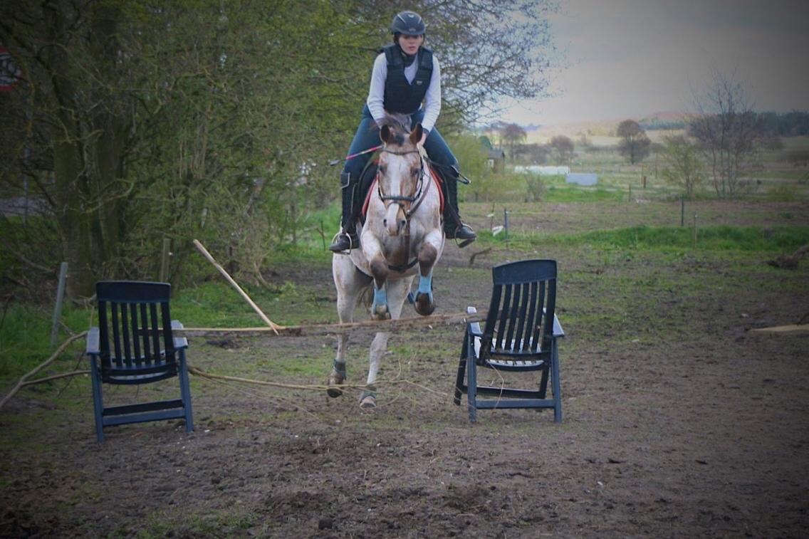Anden særlig race Sofus billede 12