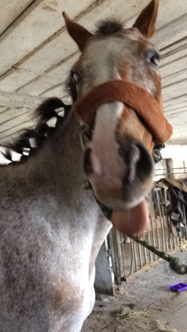 Anden særlig race Sofus billede 13