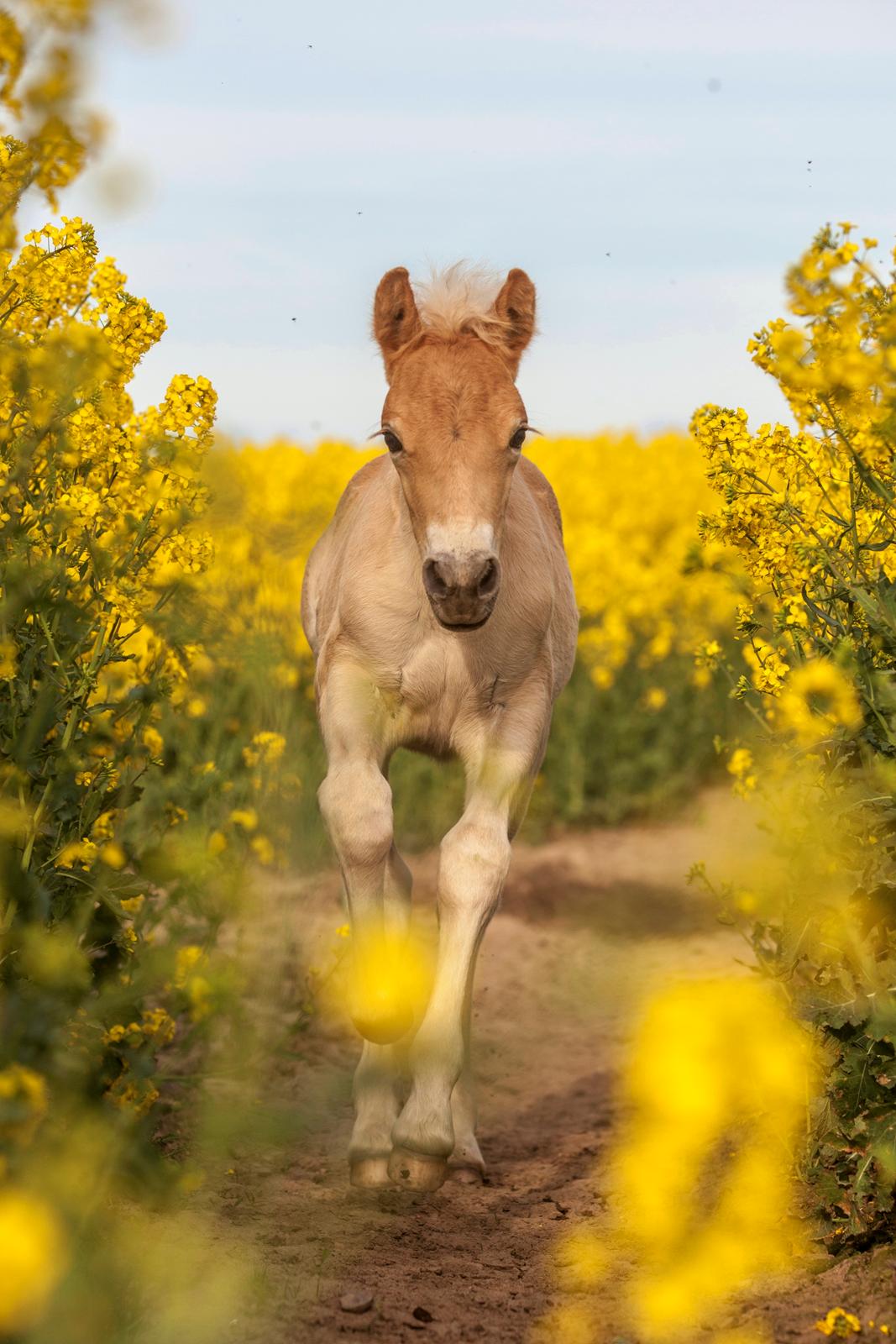 Haflinger Stroller - Freja Sif Foto billede 14