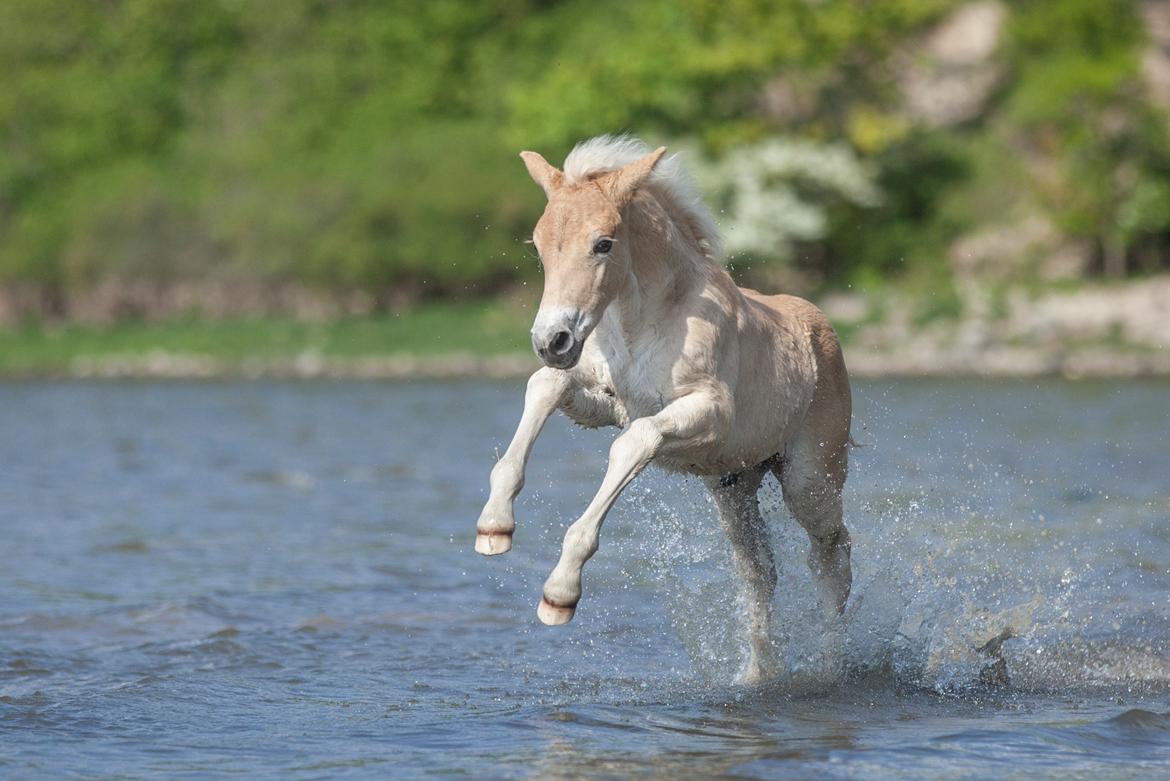 Haflinger Stroller - Freja Sif Foto billede 16