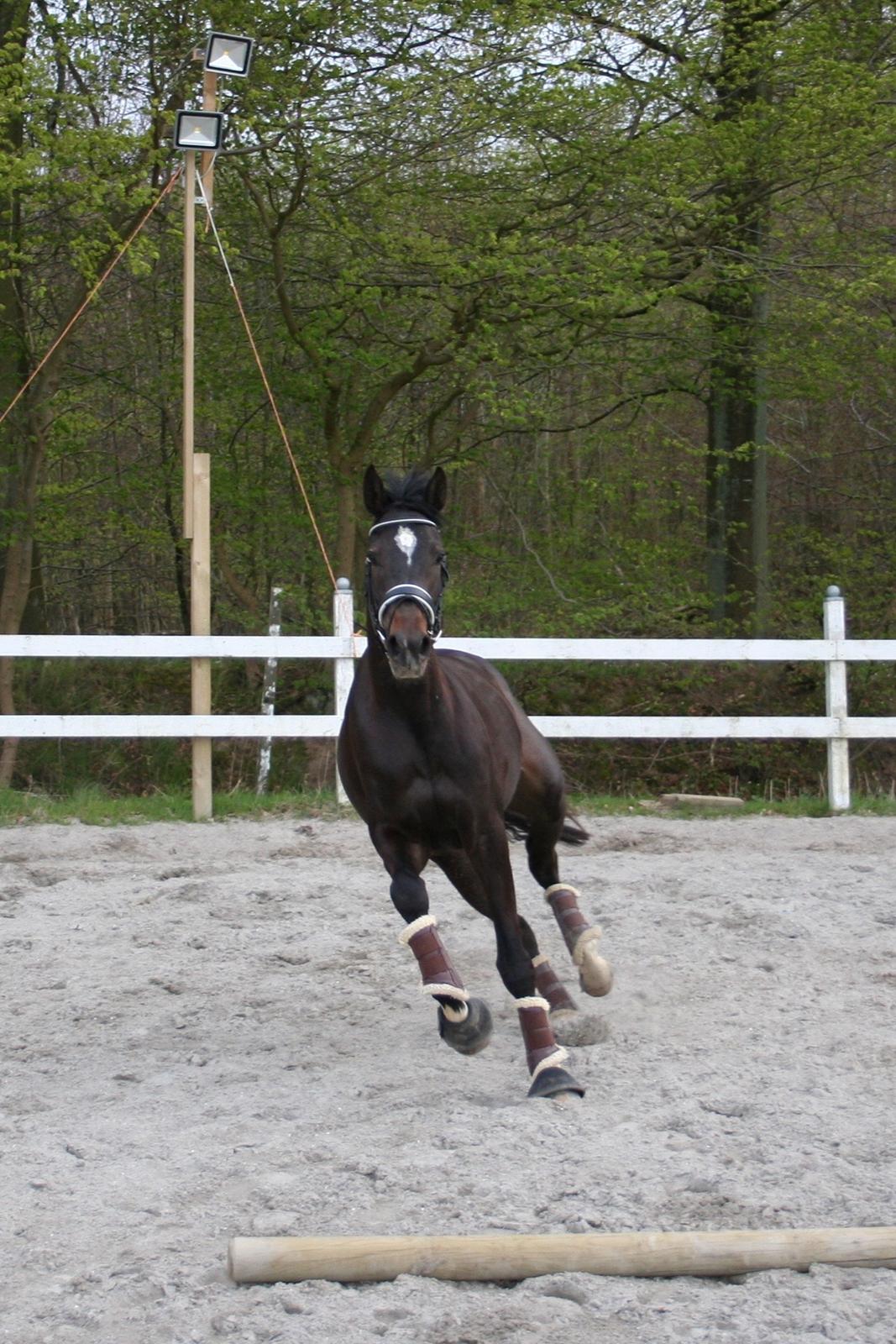 Dansk Varmblod Holtegårdens penny lane - 4. maj 2017 billede 11