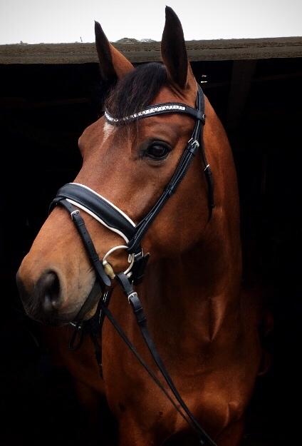 Dansk Varmblod Gørklintgårds Sandor billede 20