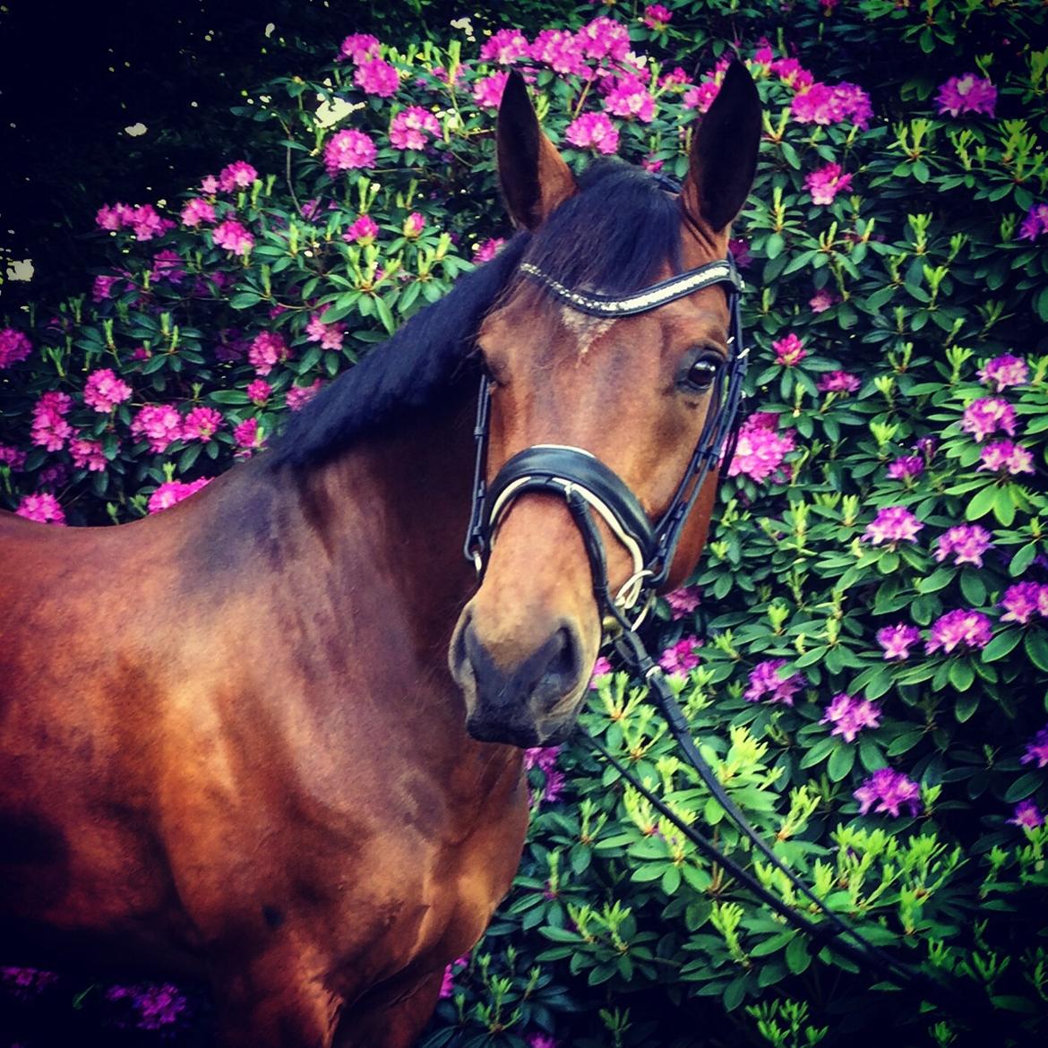 Dansk Varmblod Gørklintgårds Sandor billede 1