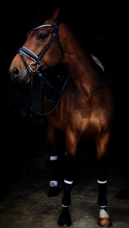 Dansk Varmblod Gørklintgårds Sandor billede 10