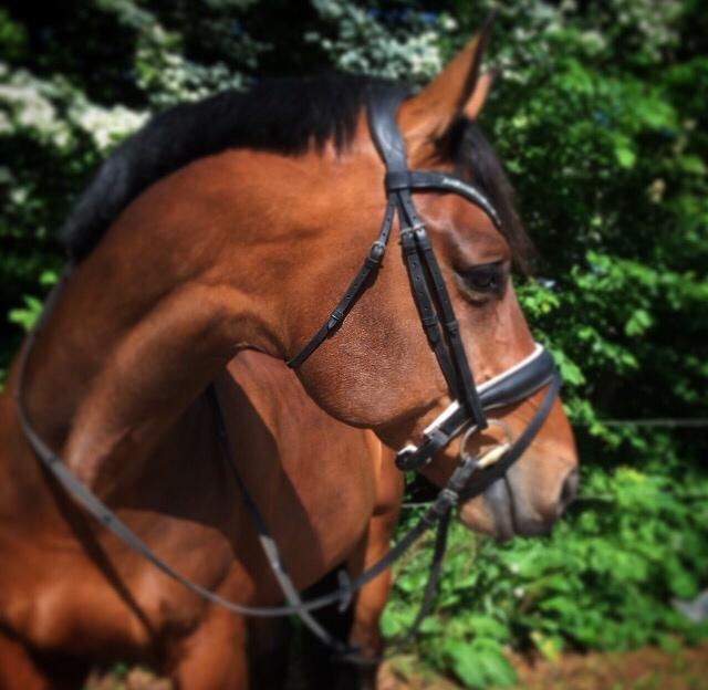 Dansk Varmblod Gørklintgårds Sandor billede 9