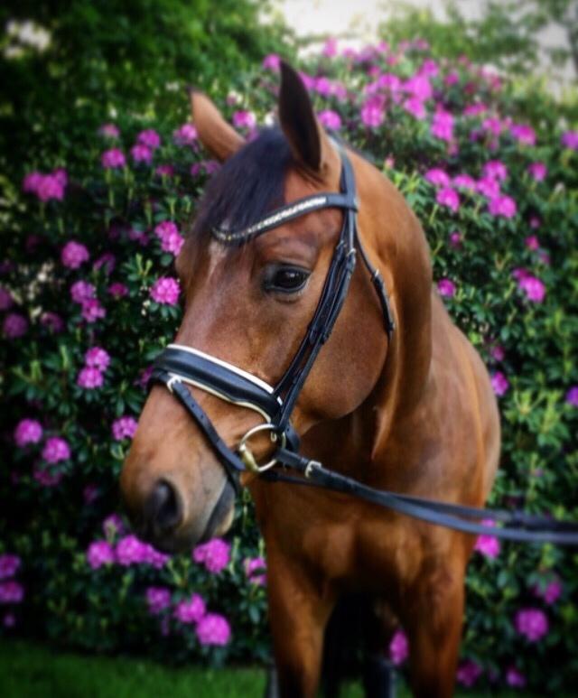Dansk Varmblod Gørklintgårds Sandor billede 3