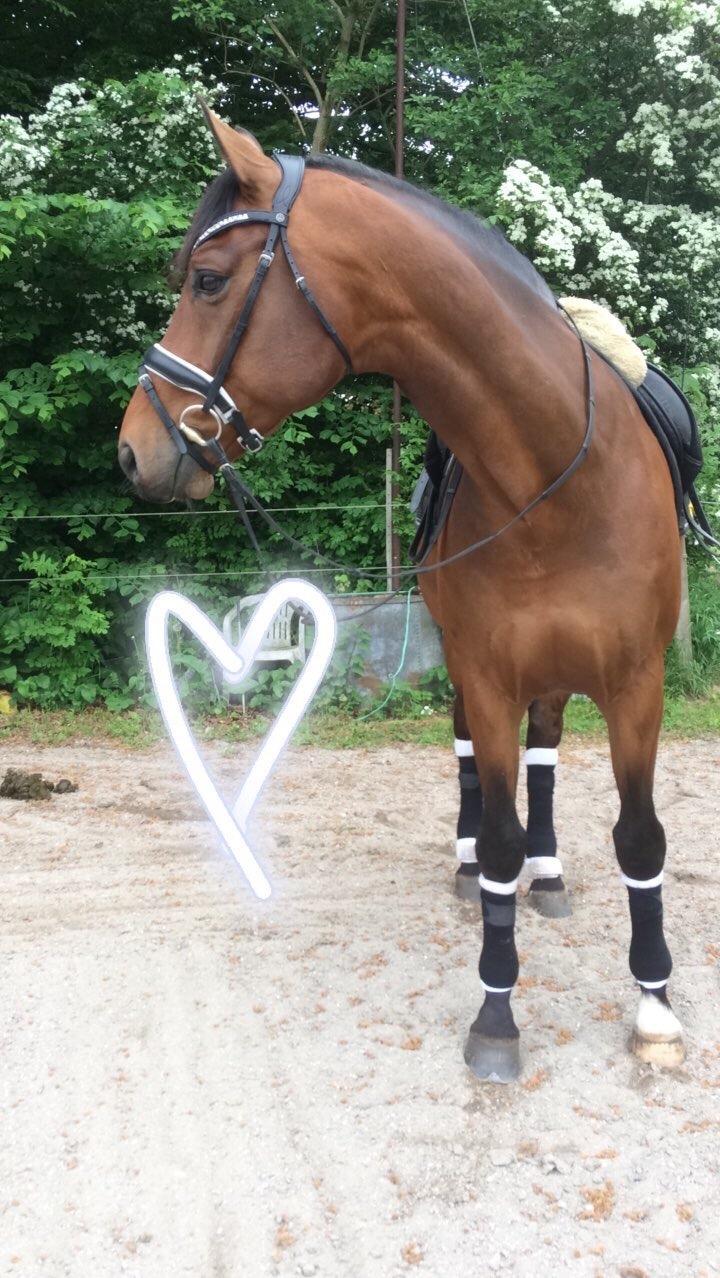 Dansk Varmblod Gørklintgårds Sandor billede 2