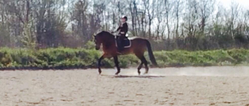 Dansk Varmblod Gørklintgårds Sandor billede 12