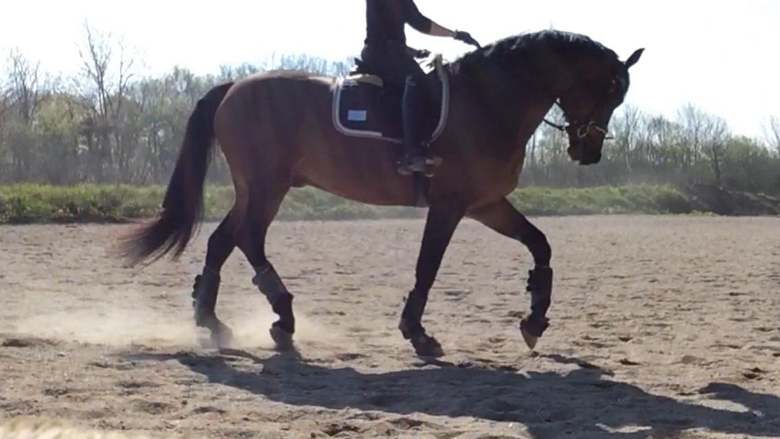 Dansk Varmblod Gørklintgårds Sandor billede 11