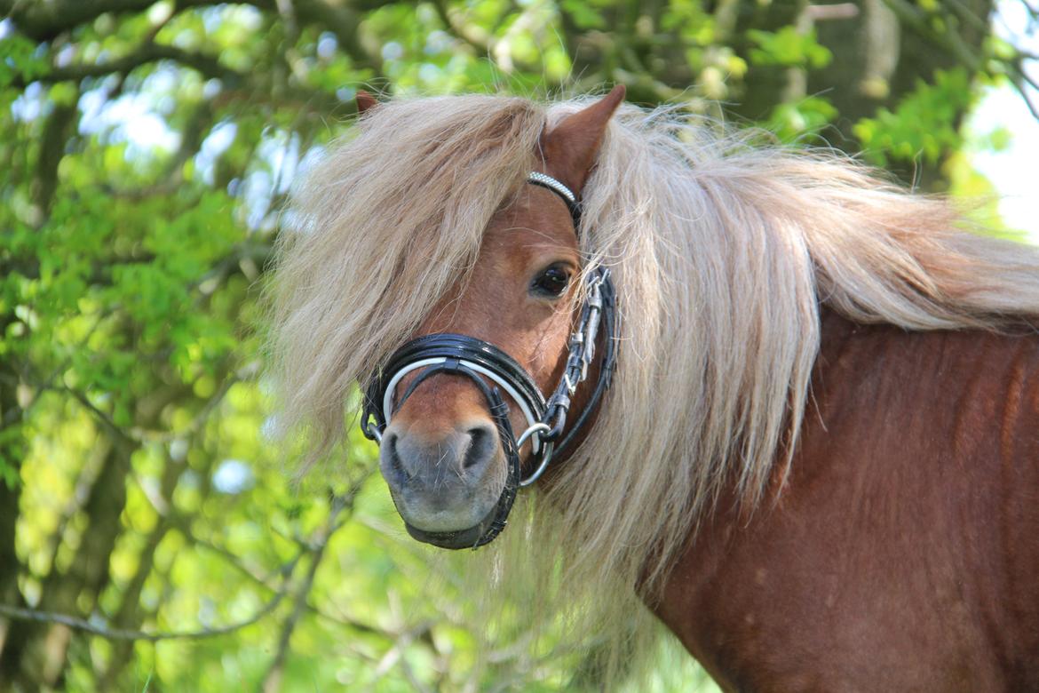 Dansk Miniature Mr. Swing King billede 8