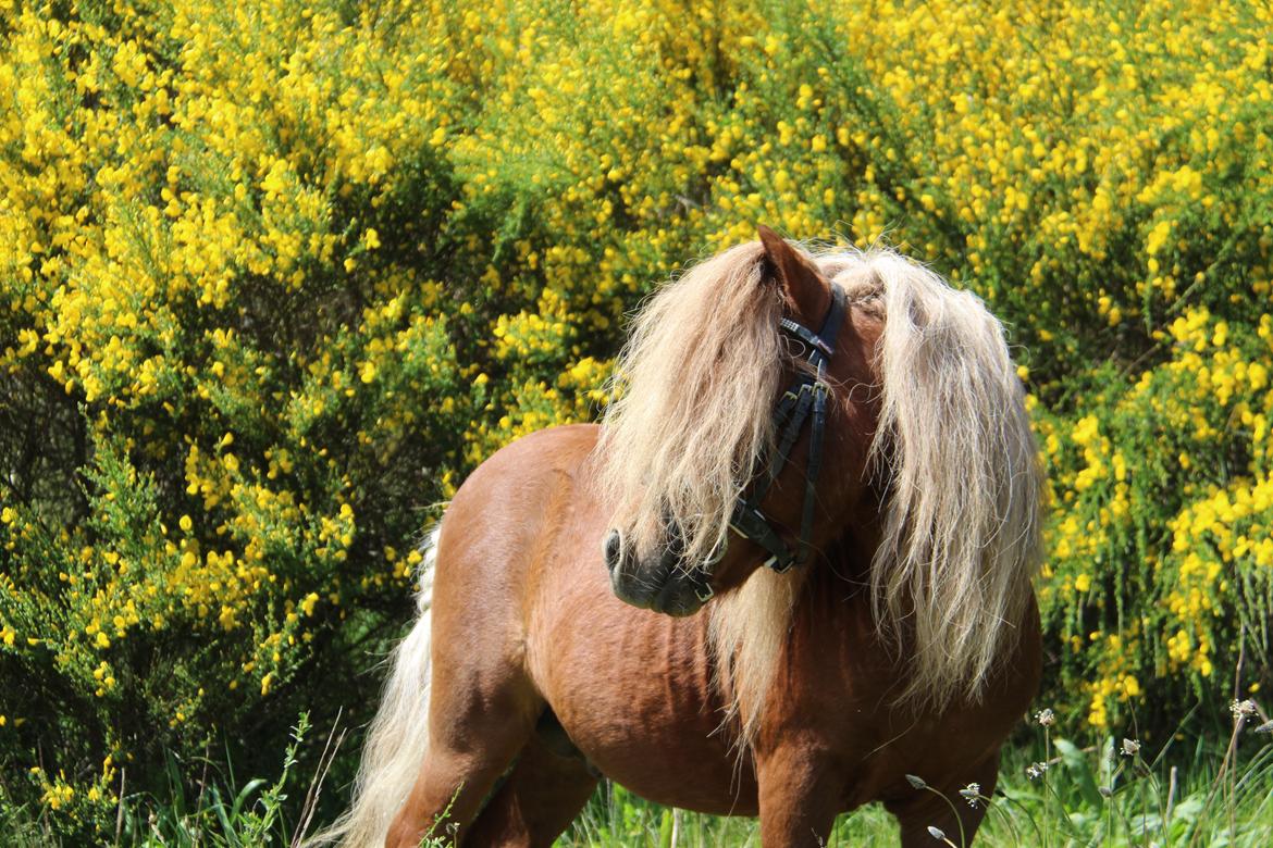 Dansk Miniature Mr. Swing King billede 3