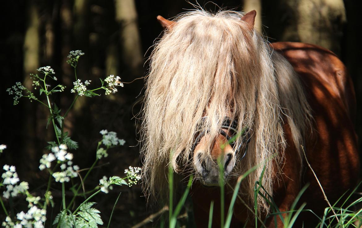 Dansk Miniature Mr. Swing King billede 1