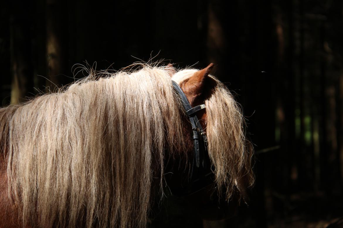 Dansk Miniature Mr. Swing King billede 18