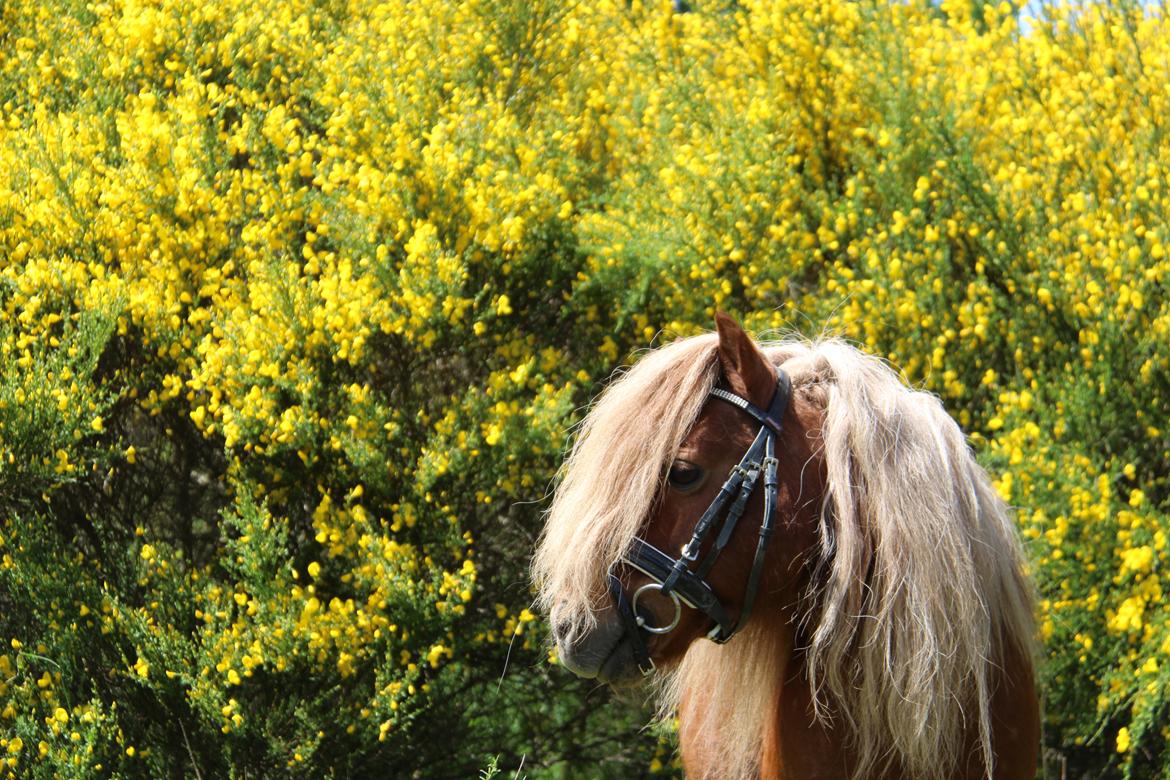 Dansk Miniature Mr. Swing King billede 15