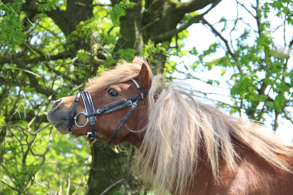 Dansk Miniature Mr. Swing King billede 13