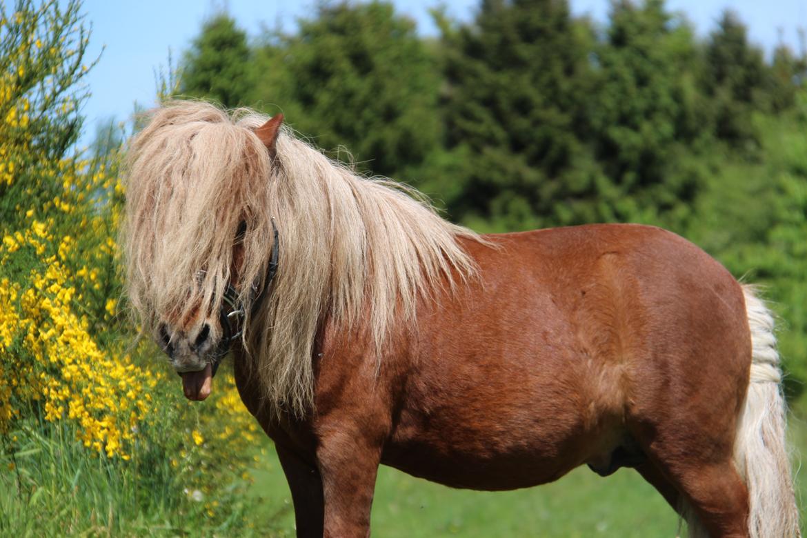 Dansk Miniature Mr. Swing King billede 19