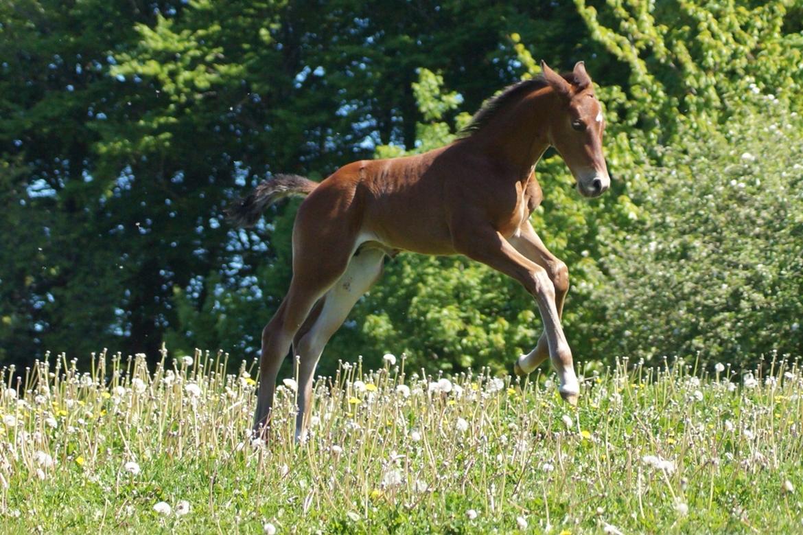 Anden særlig race Hindevadgaards Magic Choice billede 7