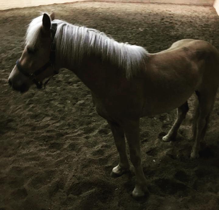 Haflinger Alonzo af åtte bjerge billede 12