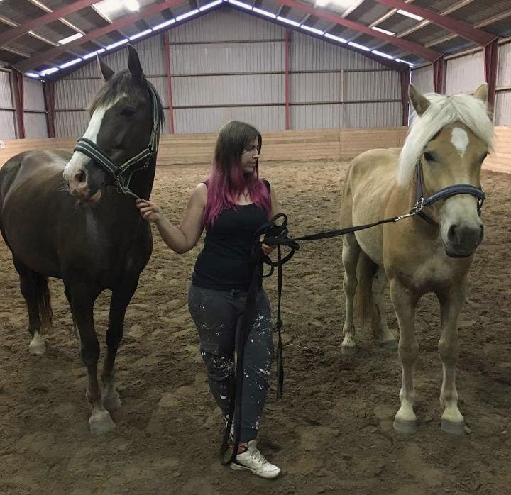 Haflinger Alonzo af åtte bjerge billede 13