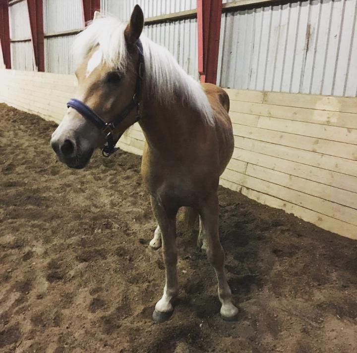 Haflinger Alonzo af åtte bjerge billede 14