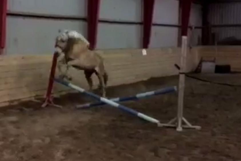 Haflinger Alonzo af åtte bjerge billede 15