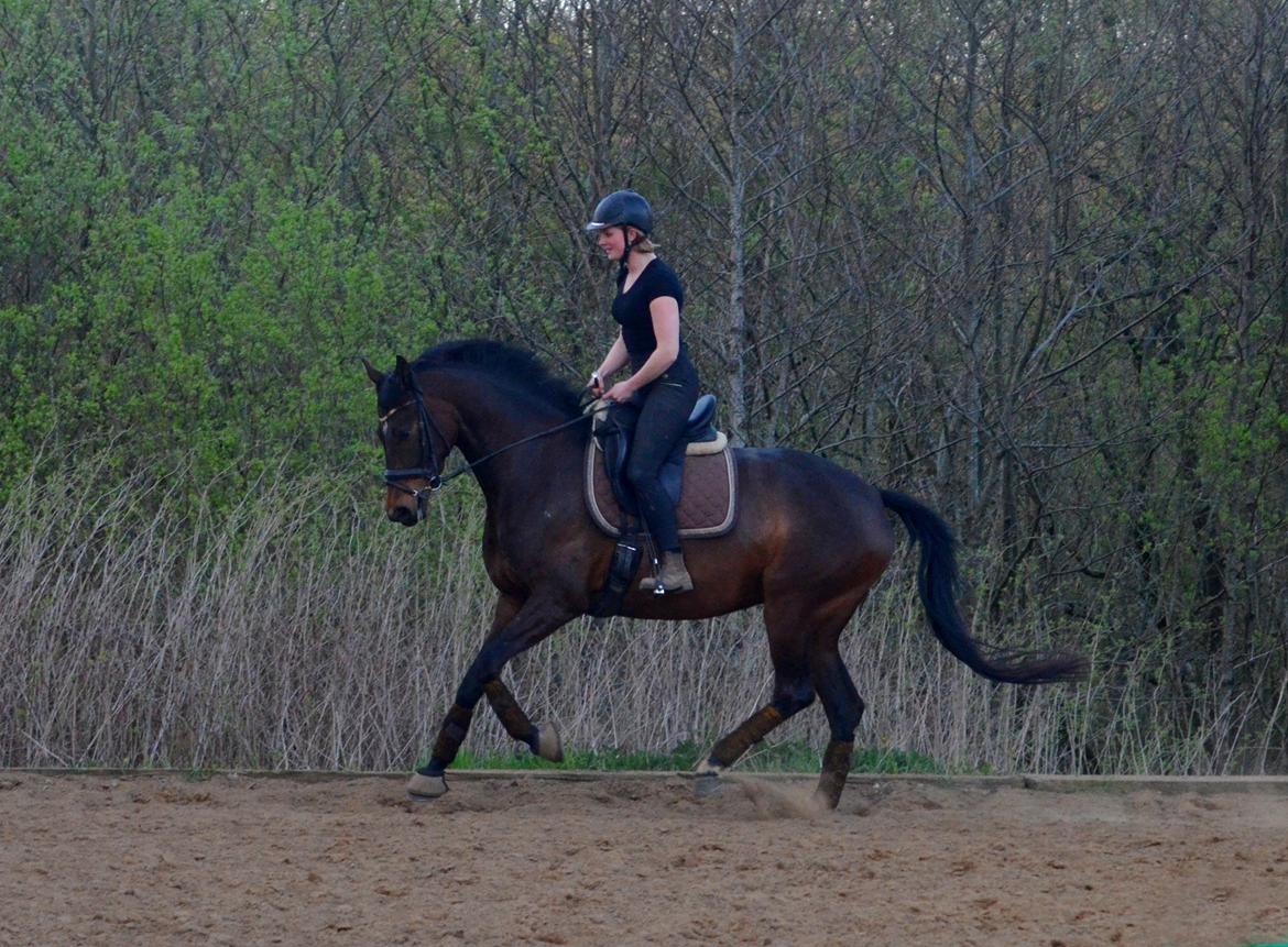 Dansk Varmblod Wanessa billede 2