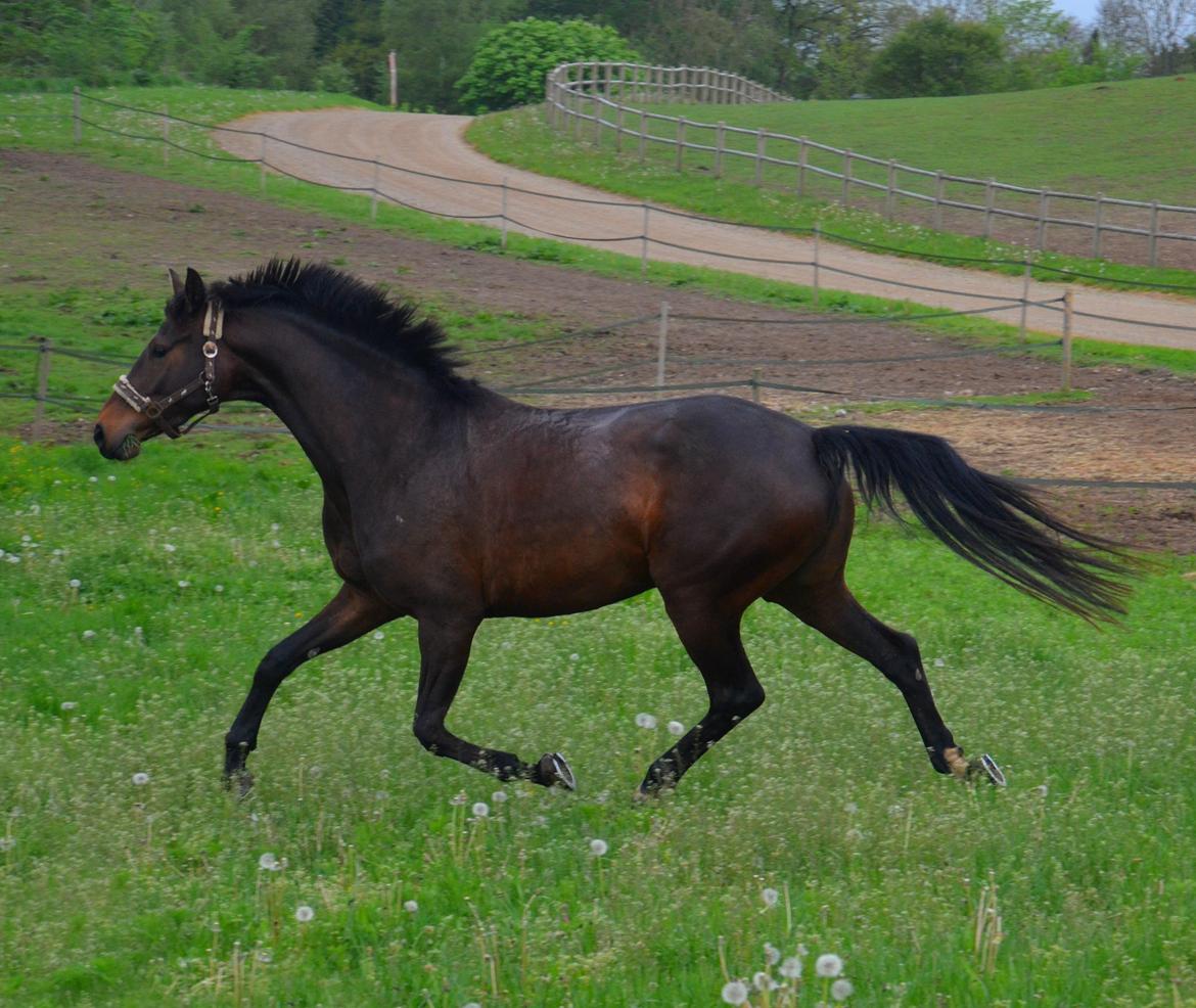 Dansk Varmblod Wanessa billede 4