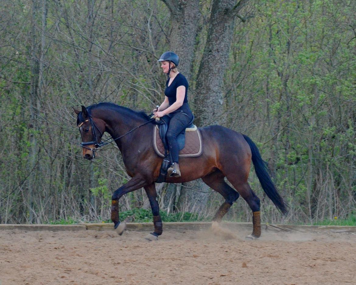 Dansk Varmblod Wanessa billede 5