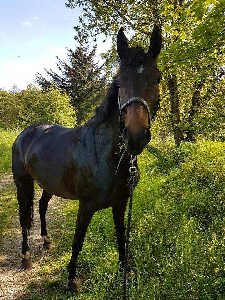 Dansk Varmblod Wanessa billede 8