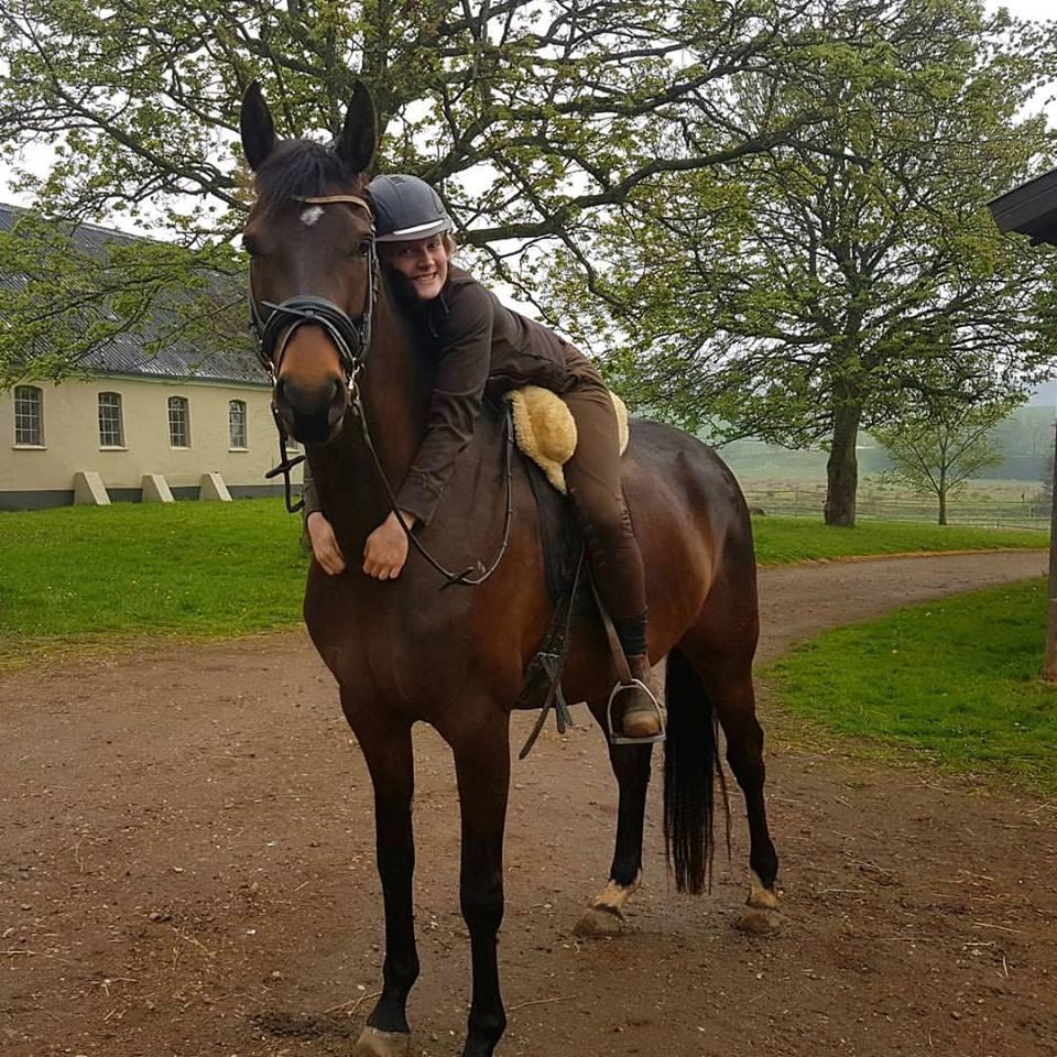 Dansk Varmblod Wanessa billede 6