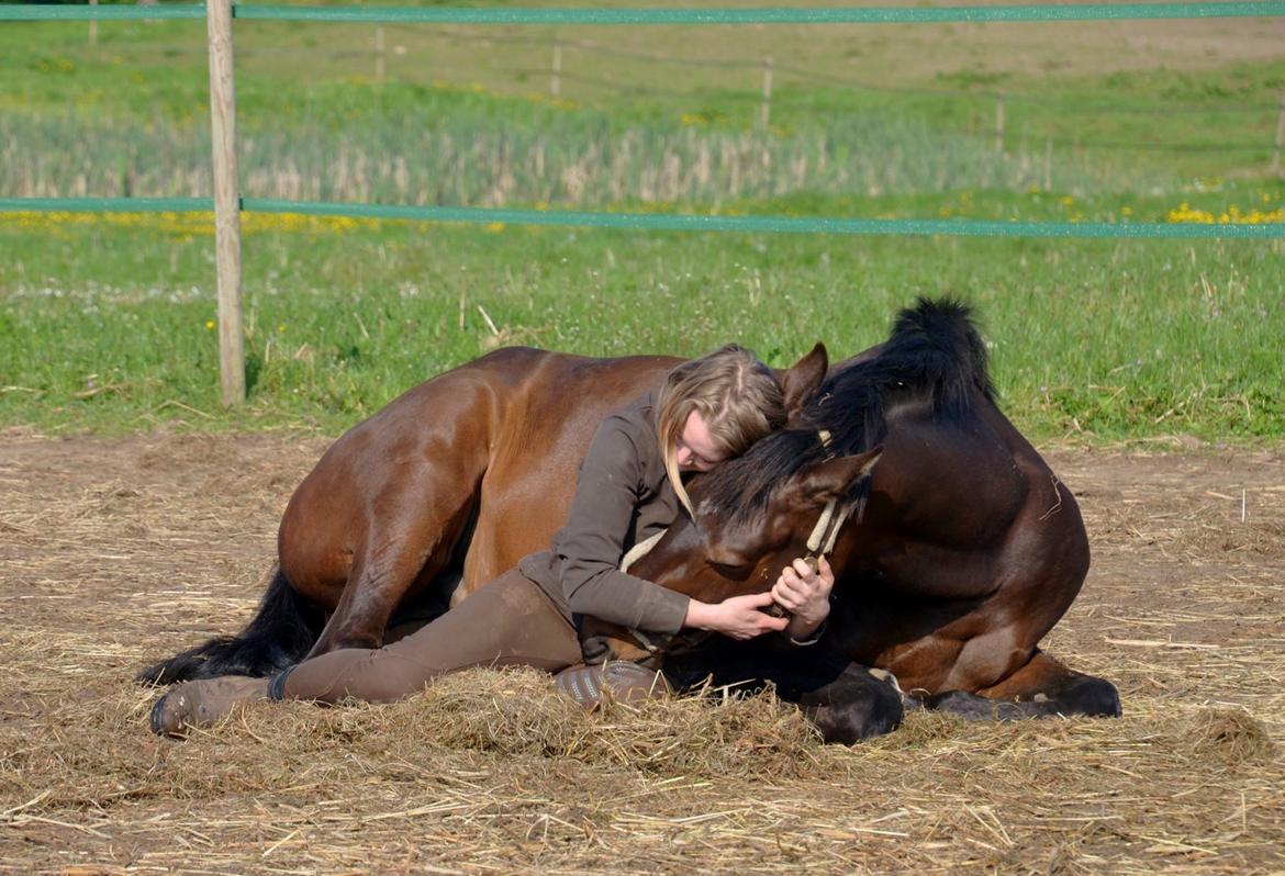 Dansk Varmblod Wanessa billede 11