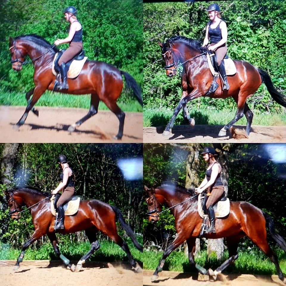 Dansk Varmblod Wanessa billede 12