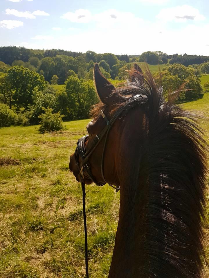 Dansk Varmblod Wanessa billede 14